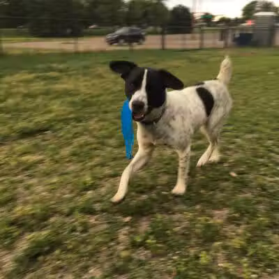 Northfield Dog Park - Northfield, MN