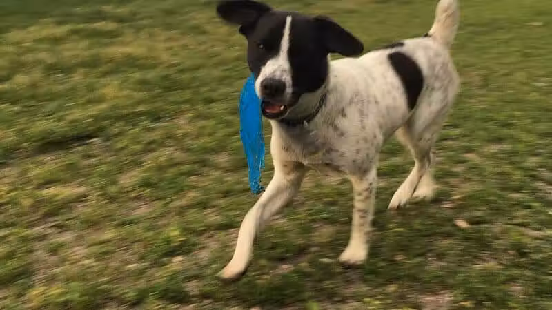 Northfield Dog Park - Northfield, MN