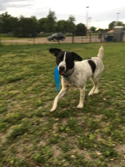 Northfield Dog Park - Northfield, MN