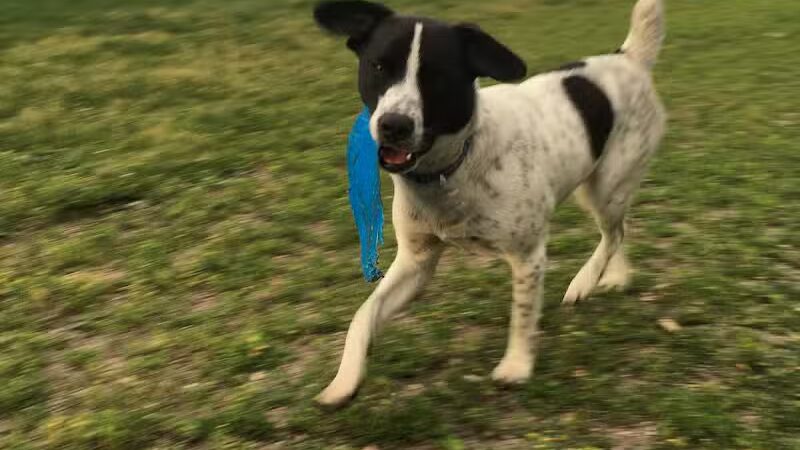 Northfield Dog Park - Northfield, MN