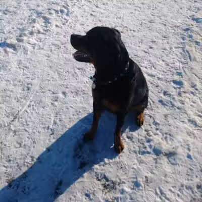 Northfield Dog Park - Northfield, MN