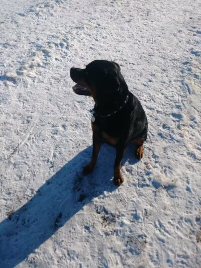 Northfield Dog Park - Northfield, MN