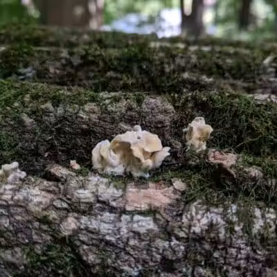 Smith Park - Northfield, OH