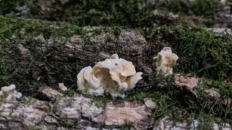 Smith Park - Northfield, OH