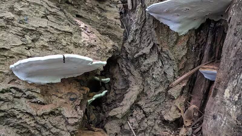 Smith Park - Northfield, OH