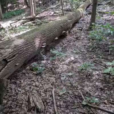 Smith Park - Northfield, OH