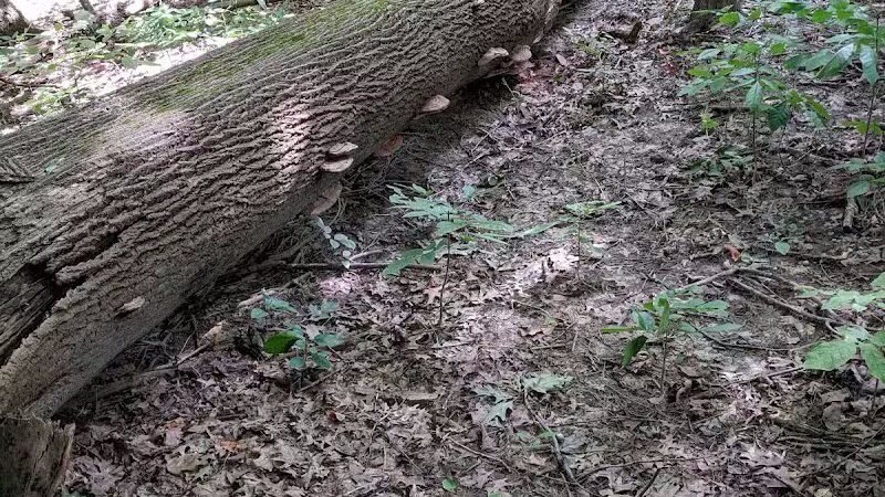 Smith Park - Northfield, OH