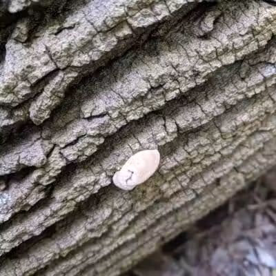 Smith Park - Northfield, OH