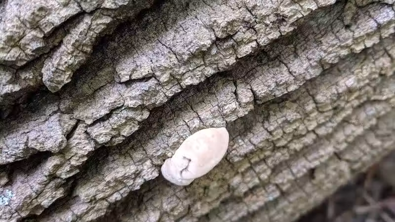 Smith Park - Northfield, OH