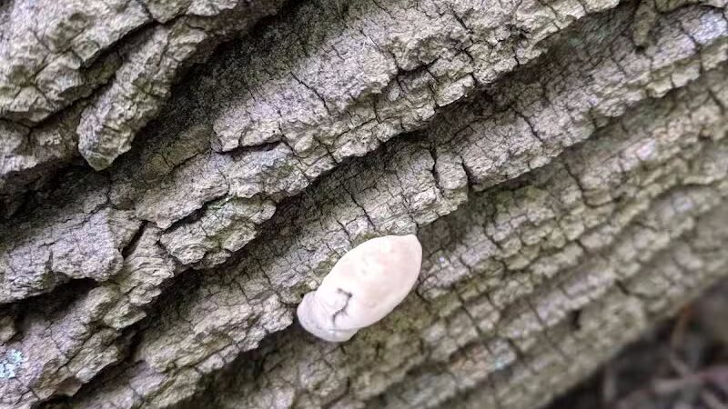 Smith Park - Northfield, OH