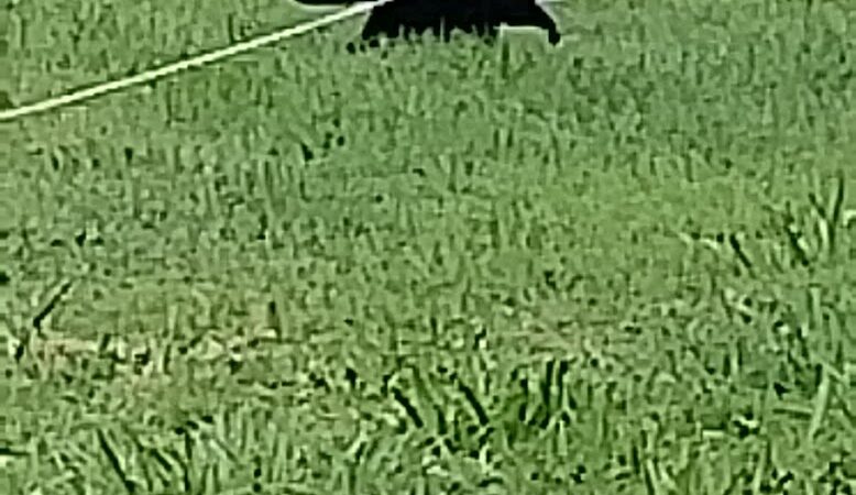 Brentwood Park - Northwood, OH