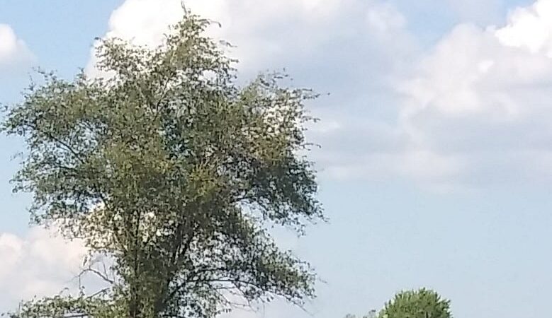 Brentwood Park - Northwood, OH