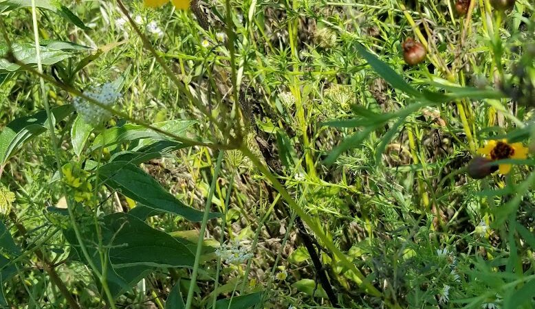 Nature Trails Park - Northwood, OH