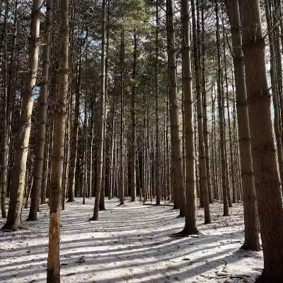 Silver Creek Metro Park - Pheasant Run Area - Norton, OH