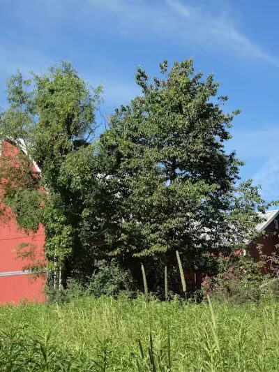 Silver Creek Metro Park - Pheasant Run Area - Norton, OH