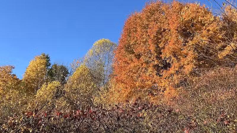 Silver Creek Metro Park - Pheasant Run Area - Norton, OH