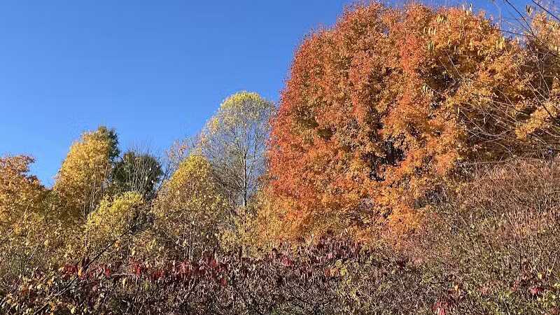 Silver Creek Metro Park - Pheasant Run Area - Norton, OH