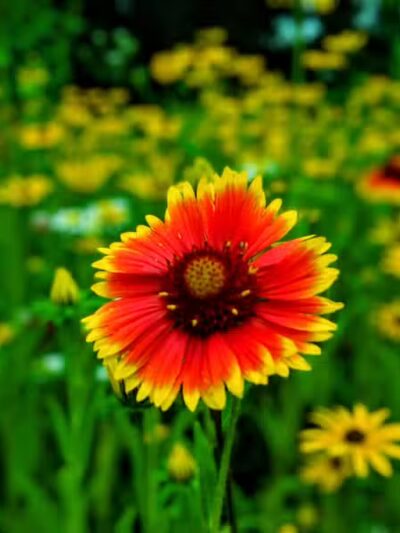 Silvercreek Cross Country Trails - Norton, OH