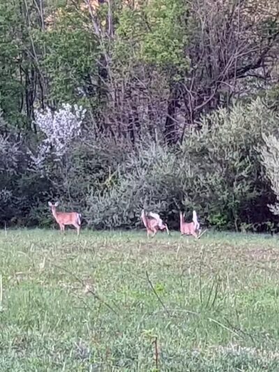 Silvercreek Cross Country Trails - Norton, OH