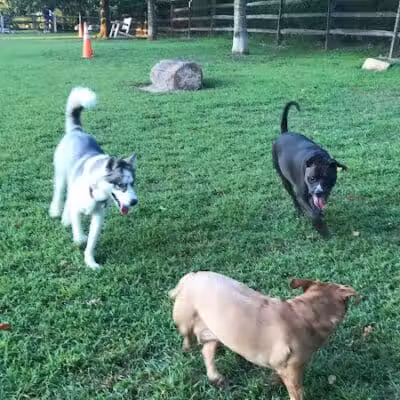 Rowayton Dog Park - Norwalk, CT