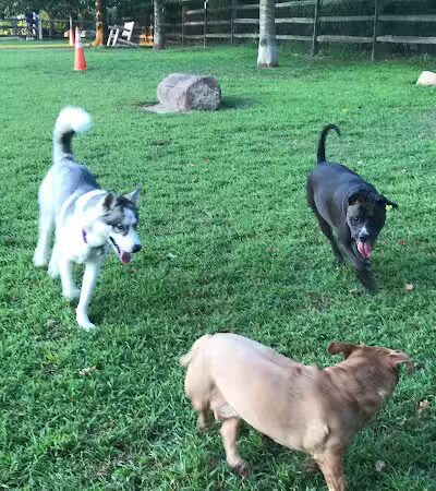 Rowayton Dog Park - Norwalk, CT