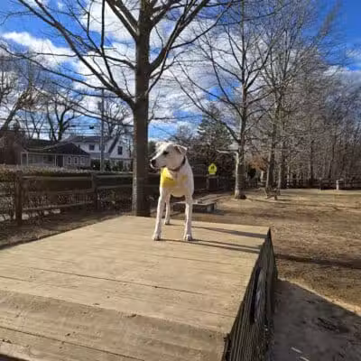 Rowayton Dog Park - Norwalk, CT