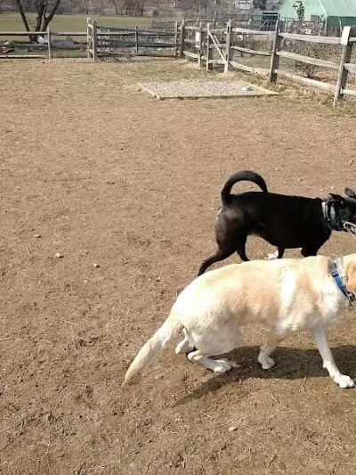 Rowayton Dog Park - Norwalk, CT