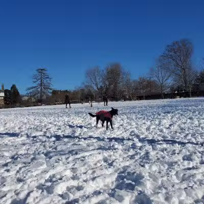 Rowayton Dog Park - Norwalk, CT