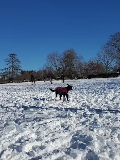 Rowayton Dog Park - Norwalk, CT