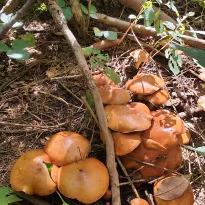Huron County Nature Trails and Land Lab - Norwalk, OH