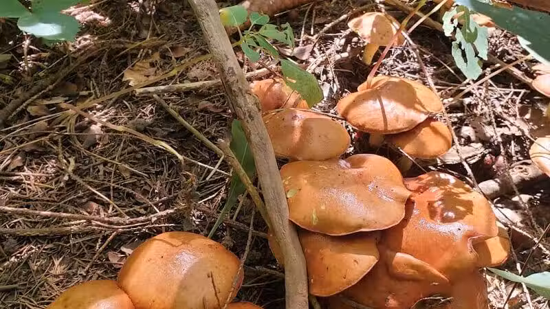 Huron County Nature Trails and Land Lab - Norwalk, OH