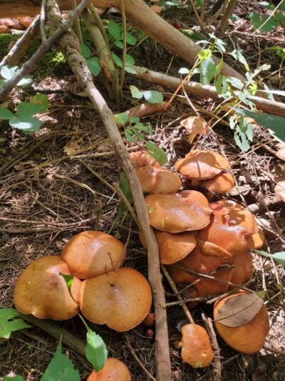 Huron County Nature Trails and Land Lab - Norwalk, OH