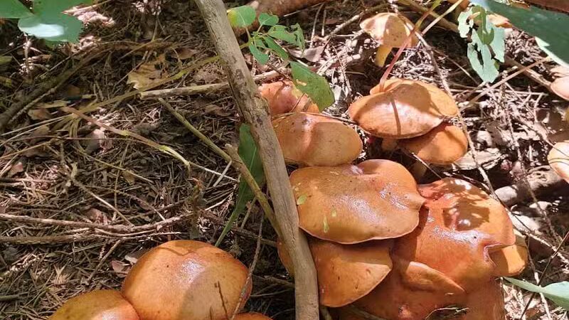Huron County Nature Trails and Land Lab - Norwalk, OH