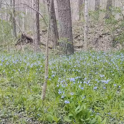 Milan Wildlife Area - Norwalk, OH
