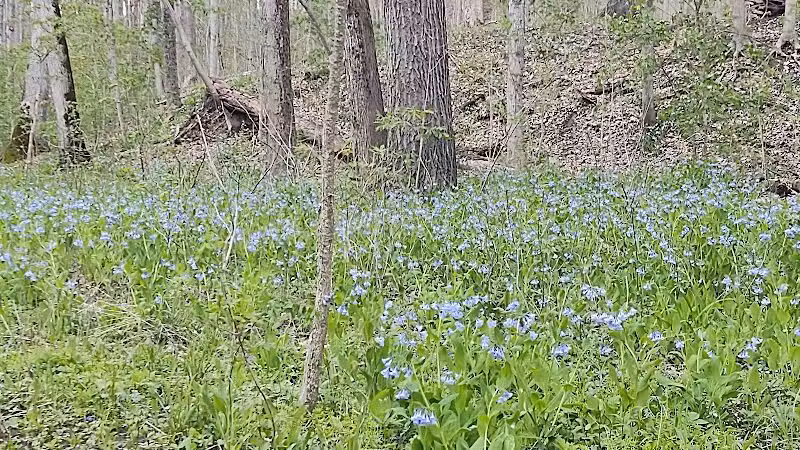 Milan Wildlife Area - Norwalk, OH