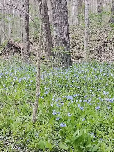 Milan Wildlife Area - Norwalk, OH
