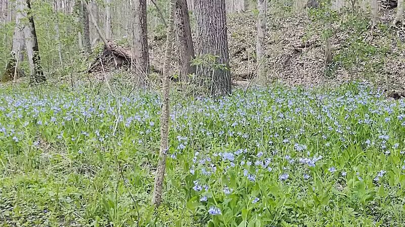 Milan Wildlife Area - Norwalk, OH
