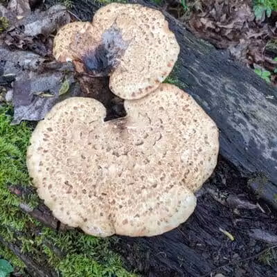 Milan Wildlife Area - Norwalk, OH