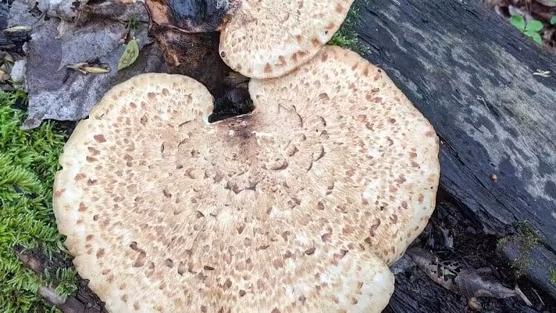 Milan Wildlife Area - Norwalk, OH