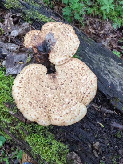 Milan Wildlife Area - Norwalk, OH