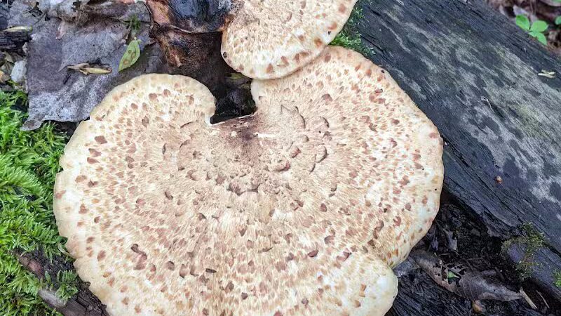 Milan Wildlife Area - Norwalk, OH