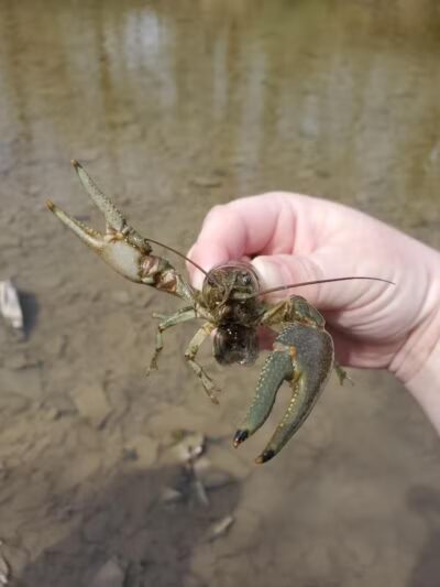 Milan Wildlife Area - Norwalk, OH