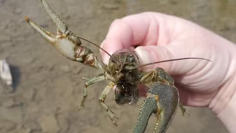 Milan Wildlife Area - Norwalk, OH