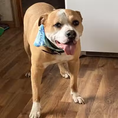 Norwalk Doggy Resort - Norwalk, OH