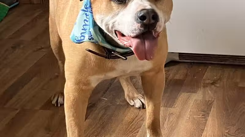 Norwalk Doggy Resort - Norwalk, OH