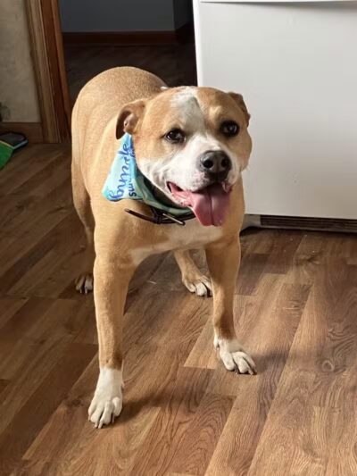 Norwalk Doggy Resort - Norwalk, OH