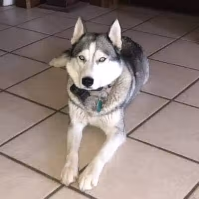 Norwalk Doggy Resort - Norwalk, OH