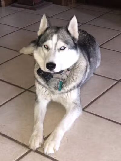 Norwalk Doggy Resort - Norwalk, OH