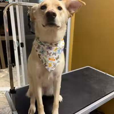 Norwalk Doggy Resort - Norwalk, OH