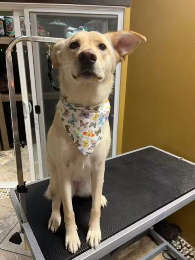 Norwalk Doggy Resort - Norwalk, OH